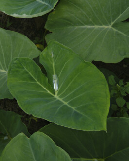 Ana Maria Sales Prado