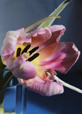 Ana Maria Sales Prado