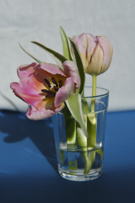 Ana Maria Sales Prado